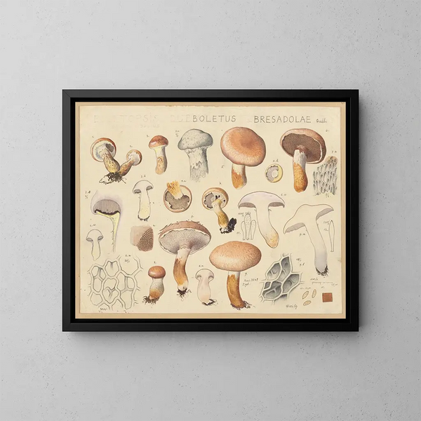 Boletus bresadolae - Hans Baldung — gerahmtes Bild an der Wand