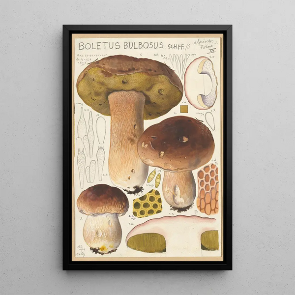 Boletus bulbosus - Hans Baldung — gerahmtes Bild an der Wand