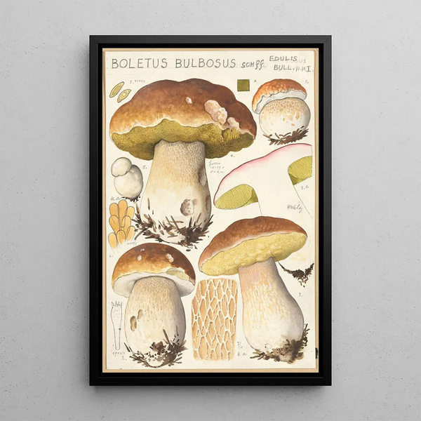 Boletus bulbosus Schff - Hans Baldung — gerahmtes Bild an der Wand