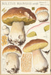 Boletus bulbosus Schff - Hans Baldung — Ansicht des Kunstwerks