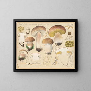 Hans Walty - Boletus bulbosus Schffer edulis Bull.webp