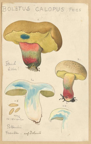 Hans Walty - Boletus calopus.webp