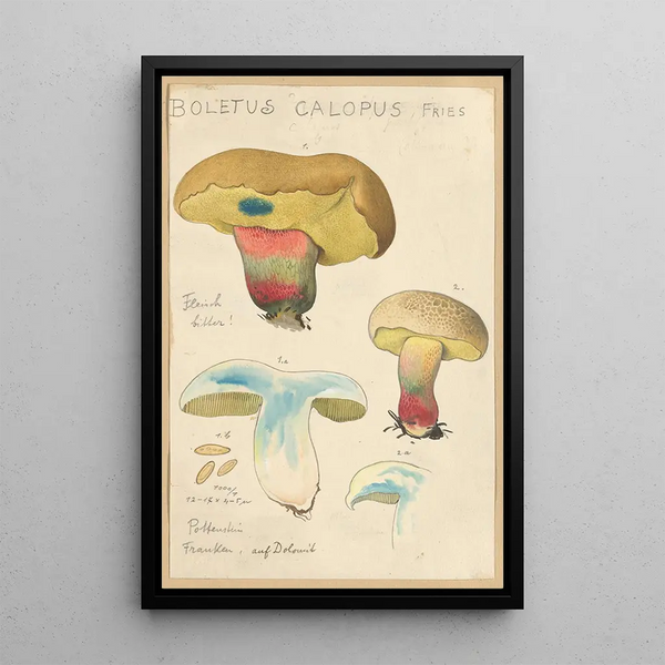 Boletus calopus - Hans Baldung — gerahmtes Bild an der Wand
