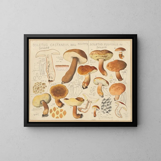 Hans Walty - Boletus castaneus Boletus fulvidus.webp