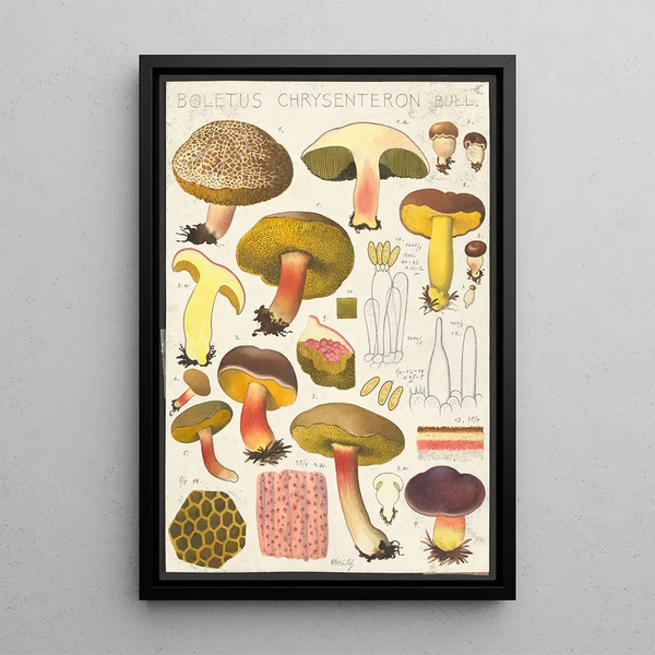 Boletus chrysenteron Bull - Hans Baldung — gerahmtes Bild an der Wand