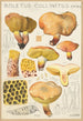 Boletus collinitus - Hans Baldung — Ansicht des Kunstwerks