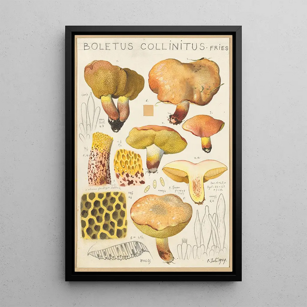 Boletus collinitus - Hans Baldung — gerahmtes Bild an der Wand