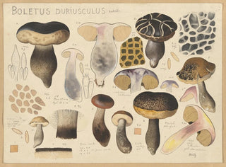 Bolet duriuscule - Hans Baldung — Ansicht des Kunstwerks