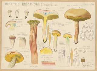 Boletus eriophorus - Hans Baldung — Ansicht des Kunstwerks