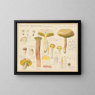 Boletus eriophorus - Hans Baldung — gerahmtes Bild an der Wand