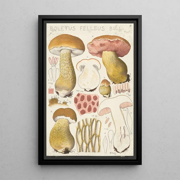 Boletus felleus Bull - Hans Baldung — gerahmtes Bild an der Wand