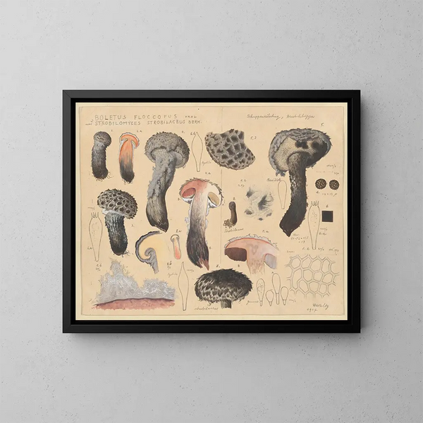 Boletus floccopus und Strobilomyces strobilaceus - Hans Baldung — gerahmtes Bild an der Wand