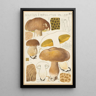 Hans Walty - Boletus impolitus.webp