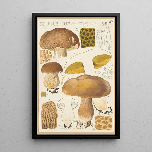 Boletus impolitus - Hans Baldung — gerahmtes Bild an der Wand