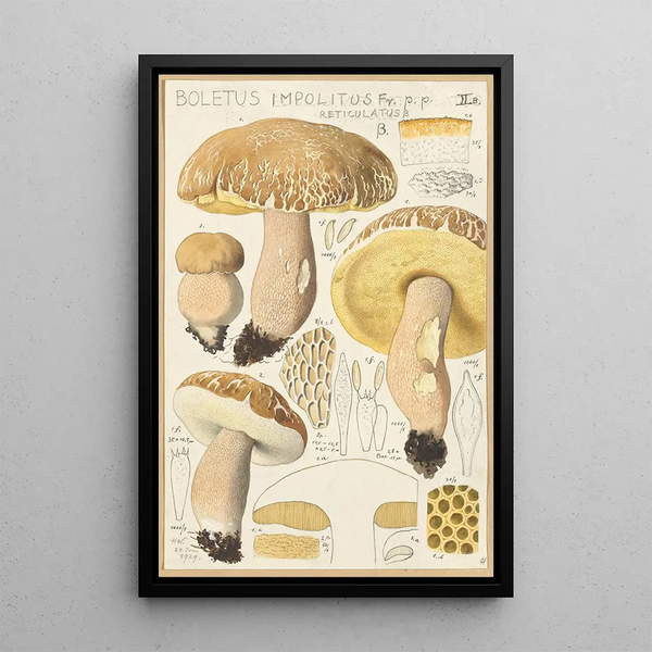 Boletus impolitus Fr reticulatus - Hans Baldung — gerahmtes Bild an der Wand