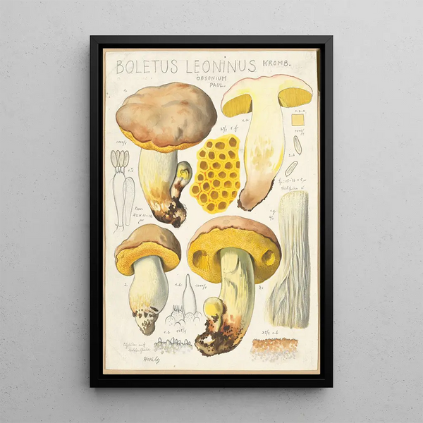 Boletus leoninus - Hans Baldung — gerahmtes Bild an der Wand