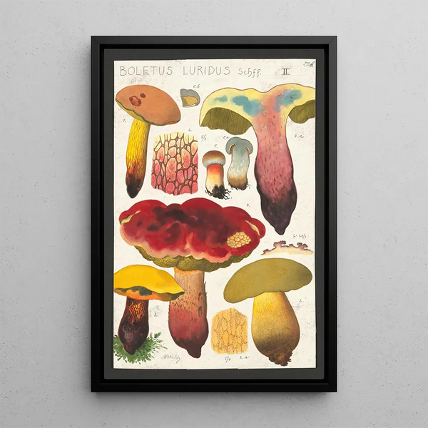 Boletus luridus Schaeffer - Hans Baldung — gerahmtes Bild an der Wand