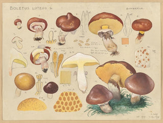 Hans Walty - Boletus luteus L.webp