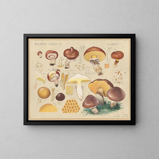 Hans Walty - Boletus luteus L.webp