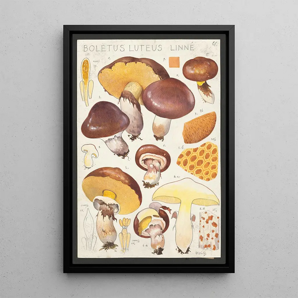Boletus luteus Linn - Hans Baldung — gerahmtes Bild an der Wand