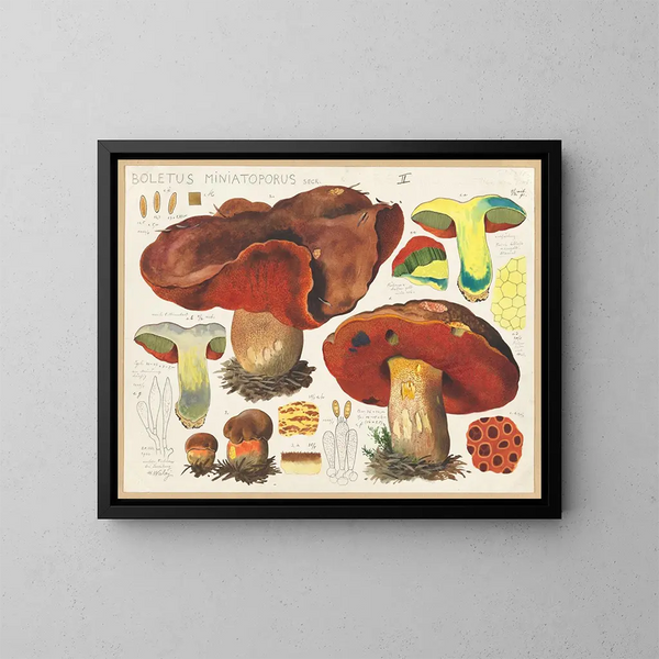 Boletus miniatoporus - Hans Baldung — gerahmtes Bild an der Wand