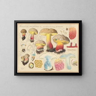 Hans Walty - Boletus pachypus Fr.webp