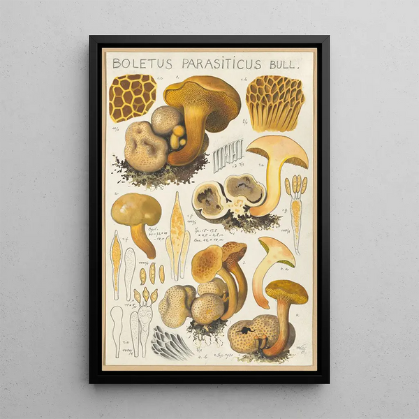 Boletus parasiticus - Hans Baldung — gerahmtes Bild an der Wand