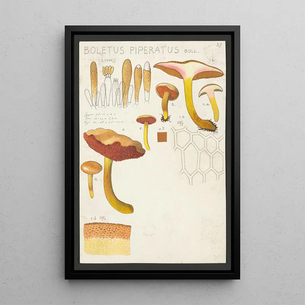 Boletus piperatus Bull - Hans Baldung — gerahmtes Bild an der Wand