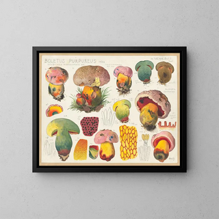 Hans Walty - Boletus purpureus Fries sanguineus rodoxanthus Kr.webp