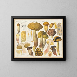 Hans Walty - Boletus rimosus Venturi nigrescens R et R.webp