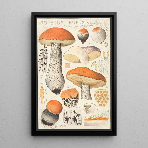 Boletus rufus Schaeffer rufescens secretan - Hans Baldung — gerahmtes Bild an der Wand