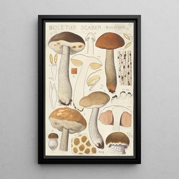 Boletus scaber Bulliard - Hans Baldung — gerahmtes Bild an der Wand