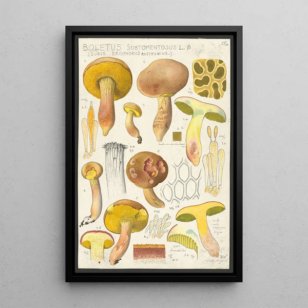 Boletus subtomentosus L Subsp eriophorus Rostkowius - Hans Baldung — gerahmtes Bild an der Wand
