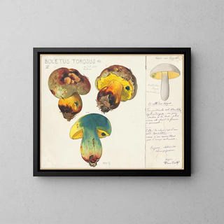 Hans Walty - Boletus torosus.webp