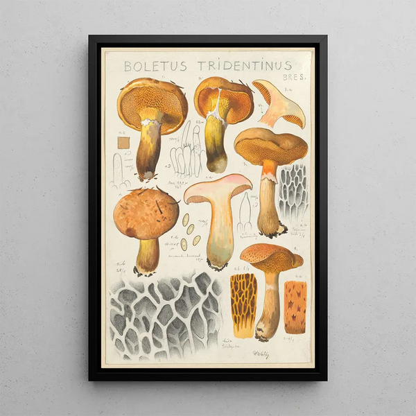 Boletus tridentinus - Hans Baldung — gerahmtes Bild an der Wand
