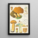 Boletus variegatus Swarz - Hans Baldung — gerahmtes Bild an der Wand