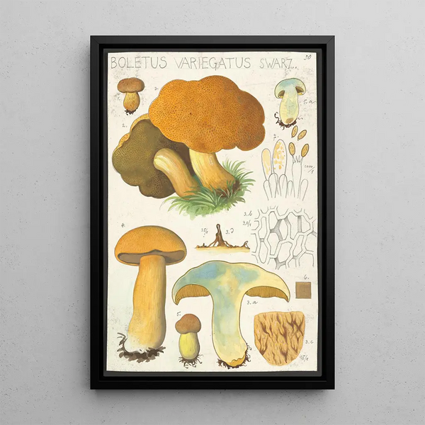 Boletus variegatus Swarz - Hans Baldung — gerahmtes Bild an der Wand
