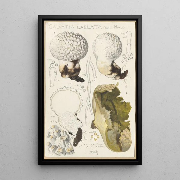 Calvatia caelata - Hans Baldung — gerahmtes Bild an der Wand