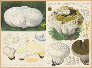 Calvatia caelata - Hans Baldung — Ansicht des Kunstwerks