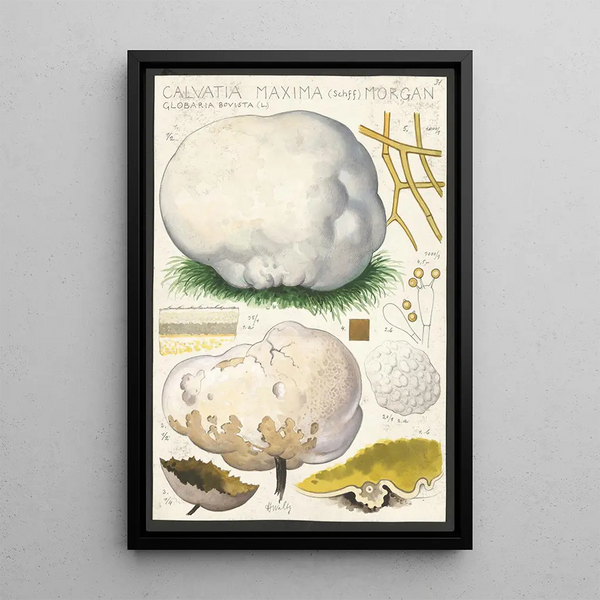 Calvatia maxima Schff Morgan Globaria bovista L - Hans Baldung — gerahmtes Bild an der Wand