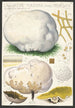 Calvatia maxima Schff Morgan Globaria bovista L - Hans Baldung — Ansicht des Kunstwerks