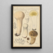 Calvatia saccata var Pistilliformis - Hans Baldung — gerahmtes Bild an der Wand