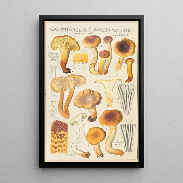 Cantharellus amethysteus - Hans Baldung — gerahmtes Bild an der Wand