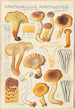 Cantharellus amethysteus - Hans Baldung — Ansicht des Kunstwerks