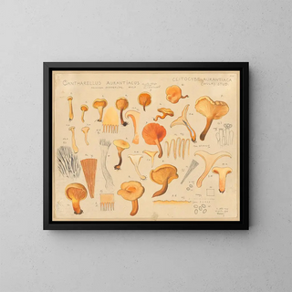 Hans Walty - Cantharellus aurantiacus Wulf.webp