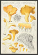Cantharellus cibarius Fr - Hans Baldung — Ansicht des Kunstwerks