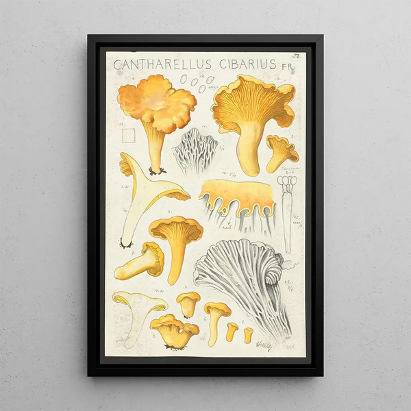 Cantharellus cibarius Fr - Hans Baldung — gerahmtes Bild an der Wand