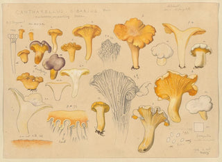 Hans Walty - Cantharellus cibarius Fries.webp