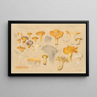Hans Walty - Cantharellus cibarius Fries.webp