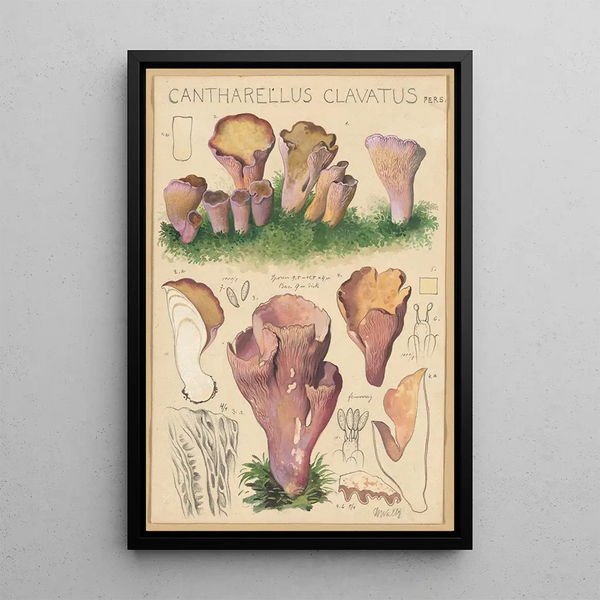 Cantharellus clavatus Pers - Hans Baldung — gerahmtes Bild an der Wand